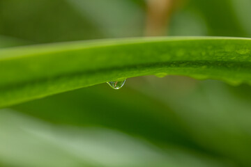 Aloe vera is tropical green plants tolerate hot weather. A close up of green leaves, aloe vera. Aloe vera is a very useful herbal medicine for skin care and hair care that can be used as treatment.