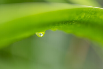 Aloe vera is tropical green plants tolerate hot weather. A close up of green leaves, aloe vera. Aloe vera is a very useful herbal medicine for skin care and hair care that can be used as treatment.