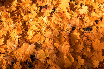 Background of colored golden autumn maple leaves in park. Yellow fall leaf. Flat lay, top view, copy space