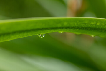 Aloe vera is tropical green plants tolerate hot weather. A close up of green leaves, aloe vera. Aloe vera is a very useful herbal medicine for skin care and hair care that can be used as treatment.