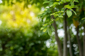 The spring trees full of the fresh green leaves on them