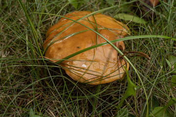 Greville's bolete or larch bolete (Suillus grevillei) growing in the grass