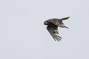 Northern hawk-owl (Surnia ulula)