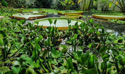 Victoria Amazonica die gigantischen Blätter der Wasser Lilie
