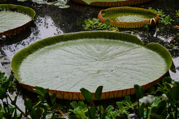 Victoria Amazonica die gigantischen Blätter der Wasser Lilie