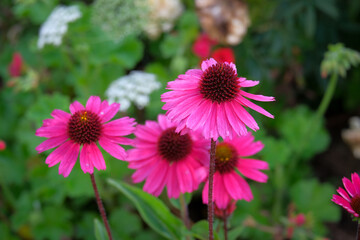 Macro photography of a flower: detail shot of a flower with background blur
