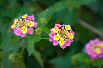 Macro photography of a flower: detail shot of a flower with background blur