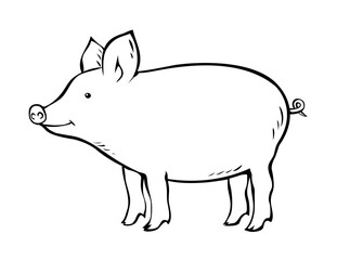 Pig on a white background. Farming and pets. Cute piglet. Food and meat. Cartoon vector isolated art illustration. Hand drawn black line sketch