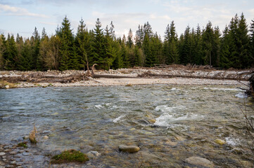 Wide mountain stream in spring coniferous forest.