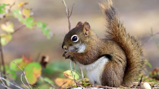 Red Squirrel eating a snack facing towards left and then front and puts arms at side cute