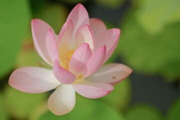 Fototapeta premium Macro photography of a flower: detail shot of a flower with background blur