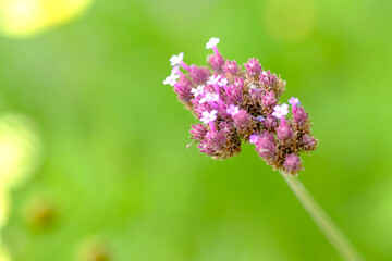 Obraz premium Macro photography of a flower: detail shot of a flower with background blur
