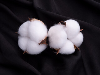 Cotton on a black background