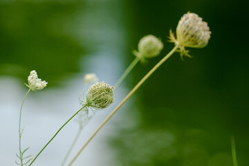 Macro photography of a flower: detail shot of a flower with background blur