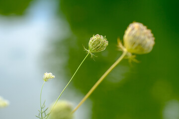 Macro photography of a flower: detail shot of a flower with background blur