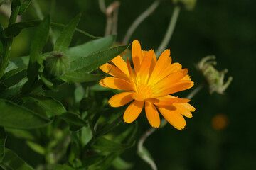 Macro photography of a flower: detail shot of a flower with background blur