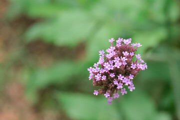 Macro photography of a flower: detail shot of a flower with background blur
