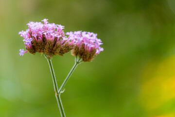 Macro photography of a flower: detail shot of a flower with background blur