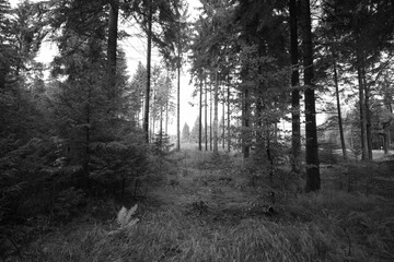 Fototapeta premium Reitzenhain, Germany - September 20, 2022: autumnal nature of Ore mountains