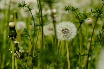 Macro photography of a flower: detail shot of a flower with background blur