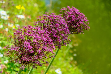 Obraz premium Macro photography of a flower: detail shot of a flower with background blur