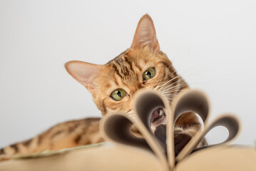 Fototapety na wymiar - Fototapeta24.pl