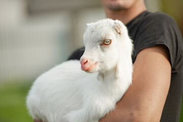 White little goat in the hands of a man without a face. Close up from low angle view