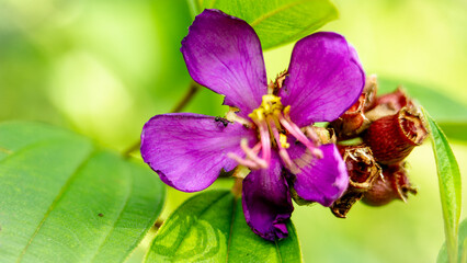 Melastoma malabathricum, purple flower,  It has been used as a medicinal plant in certain parts of the world