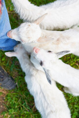 Little white goats at the farmer's feet. Top view outdoors on a summer day. Selective focus on baby goat with open eyes