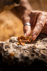 Man's hands in the field hitting an almond with a stone to open it.