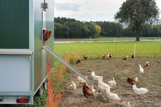 Mobiler Hühnerstall für die Freilandhaltung