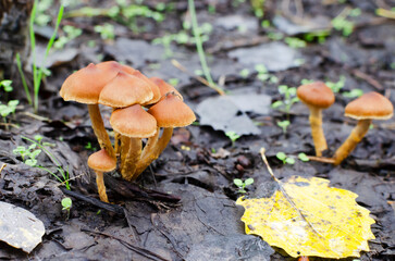 Mushroom among fallen leaves and grass. Mushroom picking concept. Horizontal orientation. Selective focus.