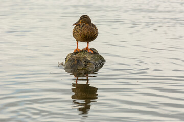 Mallard in spring in Aiguamolls De L Emporda Nature Park, Spain