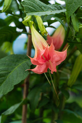Tropical flower Brugmansia Candida Grand Marnier. Brugmansia versicolor Datura Angel's Trumpet in summer garden