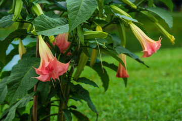 Tropical flower Brugmansia Candida Grand Marnier. Brugmansia versicolor Datura Angel's Trumpet in...