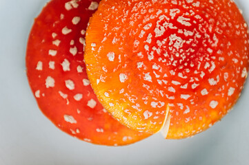 amanita muscaria fly agaric caps