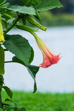 Tropical flower Brugmansia Candida Grand Marnier. Brugmansia versicolor Datura Angel's Trumpet in summer garden