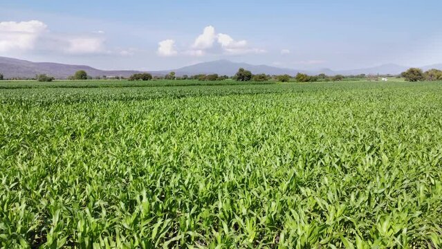 aerial view flying over a green cornfield on the edge of the city