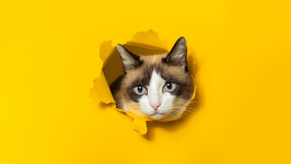 Cute cat with blue eyes looking out of hole in yellow paper studio background, copy space, panorama