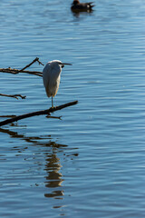 Little egret in Aiguamolls De L Emporda Nature Park, Spain