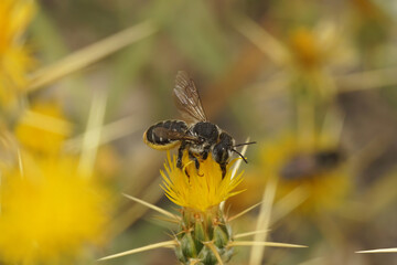 Closeup on a Mediterranean Wood-boring Bee Lithurgus chrysurus solitary bee, on a yellow spiky Centaurea solstitialis flower