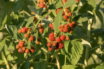 Blackberry. Wild forest berries. Bunches of ripe black blackberries growing in wild nature, dewberry grow on a bush. Summer ripe healthy berries outdoors, close-up