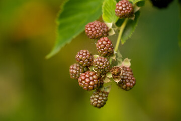 Blackberry. Wild forest berries. Bunches of ripe black blackberries growing in wild nature, dewberry grow on a bush. Summer ripe healthy berries outdoors, close-up