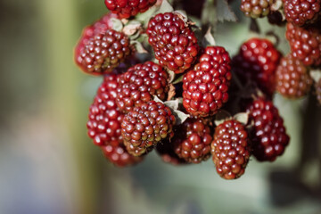 Bunches of ripe black and red and green unripe blackberries growing in wild nature, dewberry grow on a bush on a summer day. Blackberry. Healthy berries outdoors, close-up