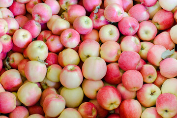 Large mass of Washington Ambrosia apples freshly picked in preparation for distribution to retailers