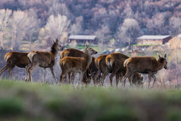 Sunset and deers in Capcir, Cerdagne, Pyrenees, France