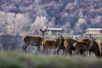 Sunset and deers in Capcir, Cerdagne, Pyrenees, France