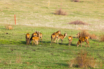Sunset and deers in Capcir, Cerdagne, Pyrenees, France