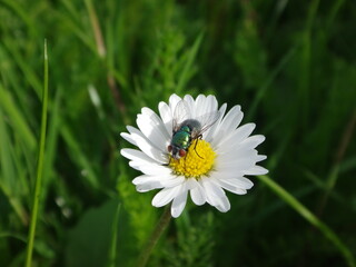 Female common green bottle fly (Lucilia sericata) sitting on a white daisy