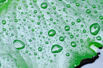 dew drop or rain drop on lotus leaf , leaf in blur background